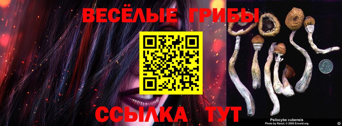 Галлюциногенные грибы Psilocybine cubensis Торжок